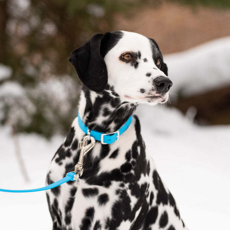 1 Pc Collier Imprimé Léopard Cool Pour Animaux De Compagnie Avec Laisse,  Collier De Chien À Boucle En Métal, Collier De Chien Réglable Durable Pour  Petit Moyen Grand Chien